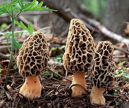 Sautéed Morel Mushrooms